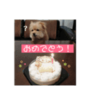 犬のもこ 2（個別スタンプ：2）