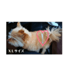 犬のもこ 2（個別スタンプ：3）
