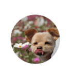 犬のもこ 2（個別スタンプ：4）