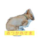 犬のもこ 2（個別スタンプ：5）