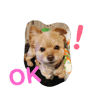 犬のもこ 2（個別スタンプ：6）