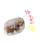コロココ（個別スタンプ：6）