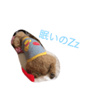 コロココ（個別スタンプ：7）