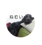 ココまみれ（個別スタンプ：8）