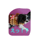 パピヨンのリロ イベント編（個別スタンプ：2）