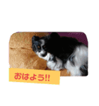 パピヨンのリロ イベント編（個別スタンプ：14）