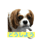 キャバリアチャールズくん（個別スタンプ：1）