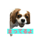 キャバリアチャールズくん（個別スタンプ：2）