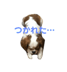 キャバリアチャールズくん（個別スタンプ：3）