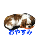 キャバリアチャールズくん（個別スタンプ：5）