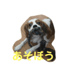 キャバリアチャールズくん（個別スタンプ：6）