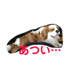 キャバリアチャールズくん（個別スタンプ：7）
