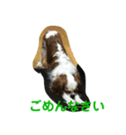 キャバリアチャールズくん（個別スタンプ：8）