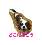 キャバリアチャールズくん（個別スタンプ：9）