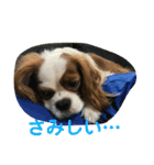 キャバリアチャールズくん（個別スタンプ：12）
