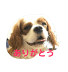 キャバリアチャールズくん（個別スタンプ：15）
