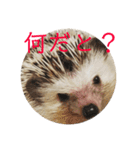 こてちまスタンプ（個別スタンプ：9）
