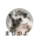 こてちまスタンプ（個別スタンプ：10）
