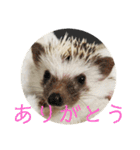 こてちまスタンプ（個別スタンプ：14）