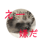 こてちまスタンプ（個別スタンプ：24）