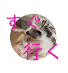 こてちまスタンプ（個別スタンプ：25）