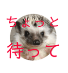 こてちまスタンプ（個別スタンプ：32）