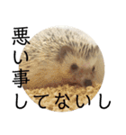 こてちまスタンプ（個別スタンプ：33）