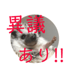 こてちまスタンプ（個別スタンプ：35）
