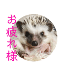 こてちまスタンプ（個別スタンプ：38）