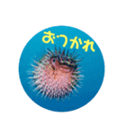 水中のいきものたち（個別スタンプ：3）
