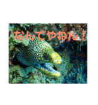 水中のいきものたち（個別スタンプ：4）