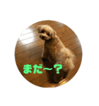 マルプーここちゃん（個別スタンプ：1）