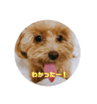 マルプーここちゃん（個別スタンプ：5）