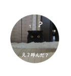 スコティッシュフォールド♂おまめ（個別スタンプ：2）