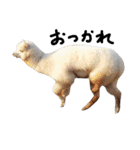 動物の気持ち。（個別スタンプ：1）