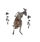 動物の気持ち。（個別スタンプ：4）