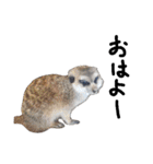 動物の気持ち。（個別スタンプ：13）