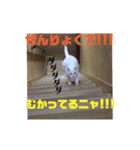 こまとしろ2（個別スタンプ：2）