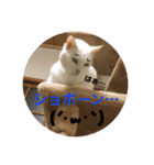 こまとしろ2（個別スタンプ：8）
