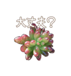 botanical love1(多肉編)（個別スタンプ：8）