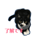 ちひろさん家の猫たち（個別スタンプ：1）