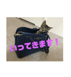 ちひろさん家の猫たち（個別スタンプ：2）