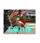 ちひろさん家の猫たち（個別スタンプ：3）