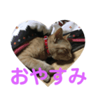 ちひろさん家の猫たち（個別スタンプ：4）