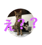 ちひろさん家の猫たち（個別スタンプ：5）