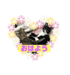 ちひろさん家の猫たち（個別スタンプ：6）
