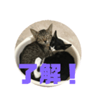 ちひろさん家の猫たち（個別スタンプ：7）