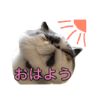 猫の日常よくつかう。（個別スタンプ：1）