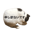 猫の日常よくつかう。（個別スタンプ：20）