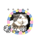 猫の日常よくつかう。（個別スタンプ：23）